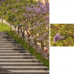 哈里里纪念花园，黎巴嫩 / Vladimir Djurovic Landscape Architecture