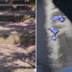 哈里里纪念花园，黎巴嫩 / Vladimir Djurovic Landscape Architecture