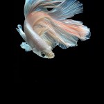 Fish / Visarute Angkatavanich