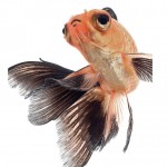 Fish / Visarute Angkatavanich