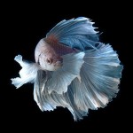 Fish / Visarute Angkatavanich