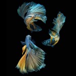Fish / Visarute Angkatavanich