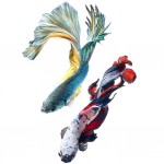 Fish / Visarute Angkatavanich