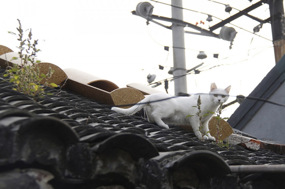009 MAOer HUTONG_odd_beijing designweek2014 (1)-ramble-8-fangjia-hutong-46-1