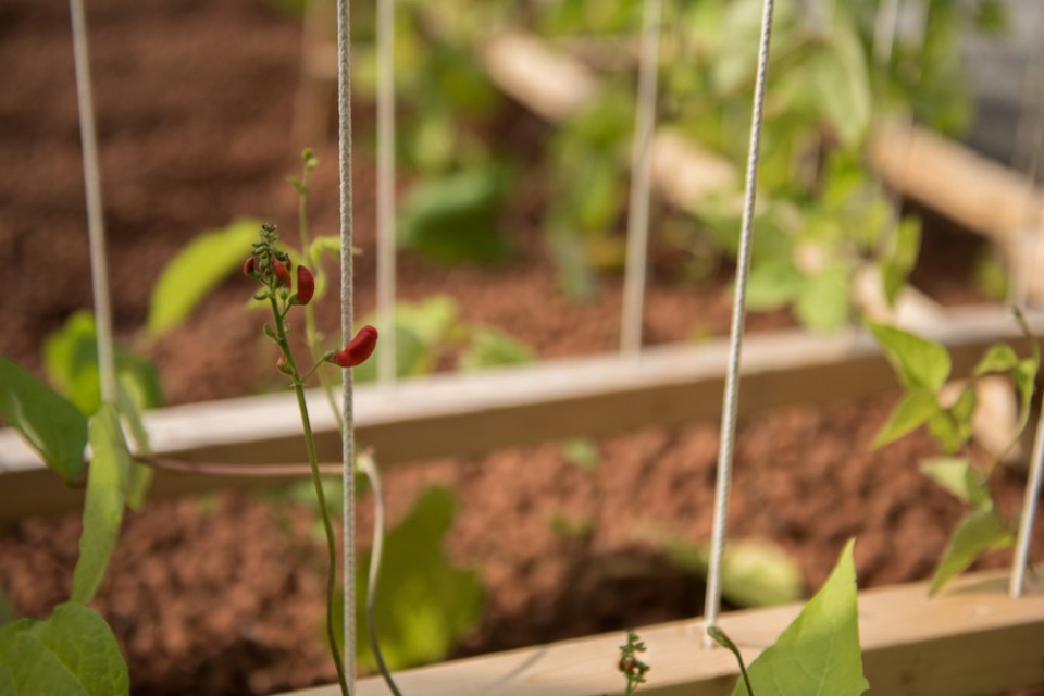 9-Selected Works from The International Garden Festival
