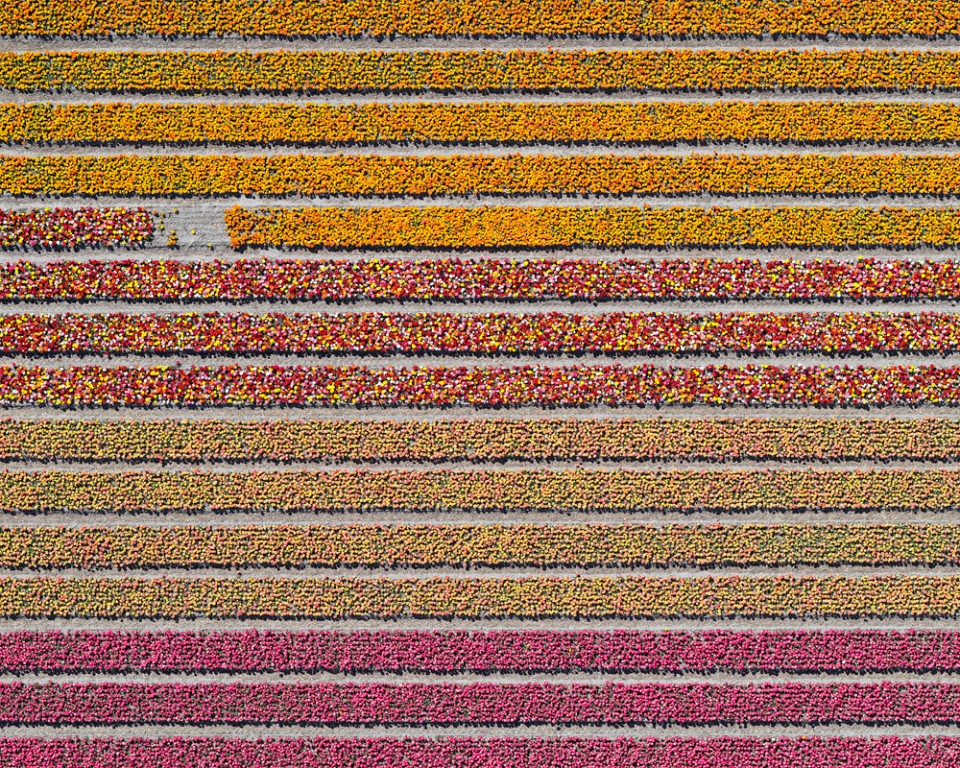 029-Tulip Fields by Bernhard Lang