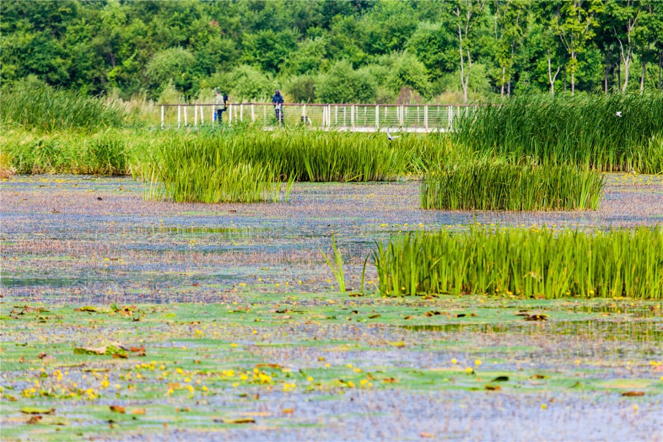 04_The Harbin Cultural Center Wetland Park by Turenscape
