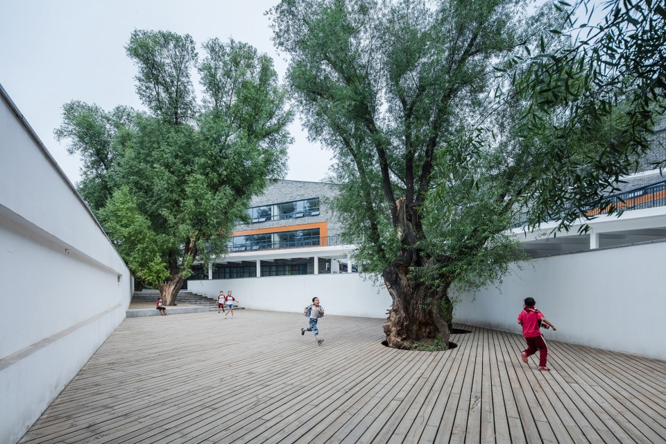 20 preserved tree-120-Division School
