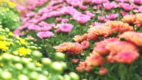 019-JOY GARDEN by IUG