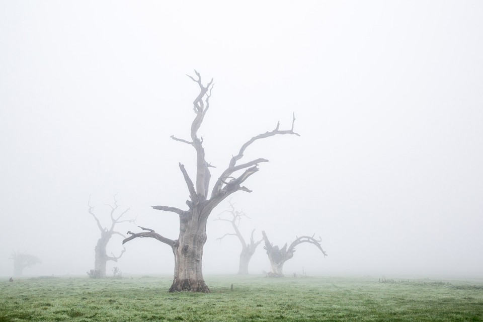 1-Dead Oaks by Luke Hayes