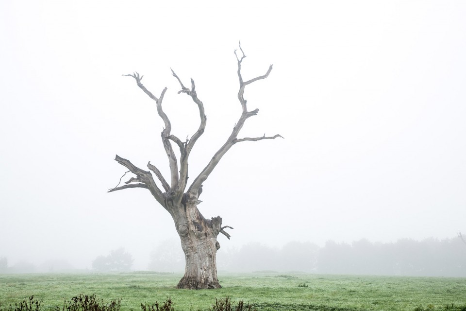 3-Dead Oaks by Luke Hayes