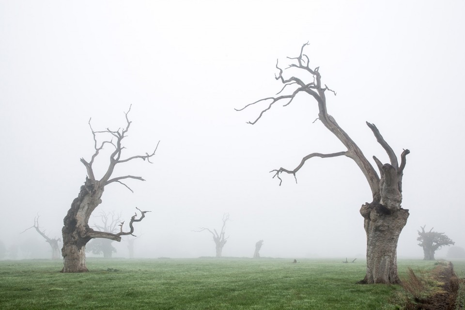 4-Dead Oaks by Luke Hayes