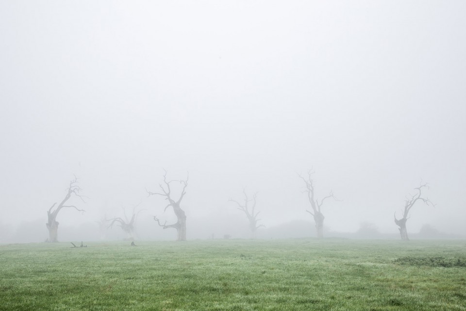 5-Dead Oaks by Luke Hayes