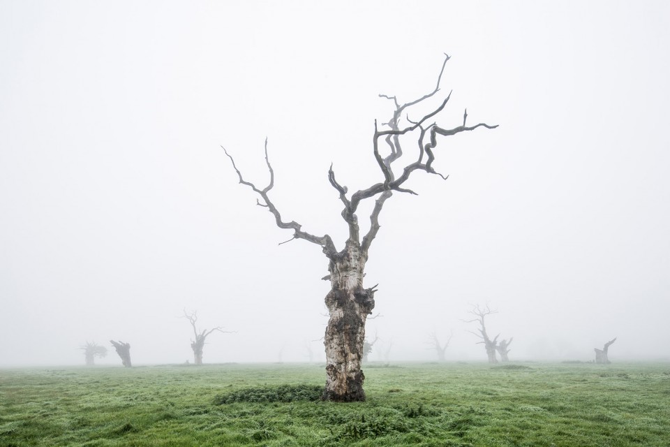 6-Dead Oaks by Luke Hayes