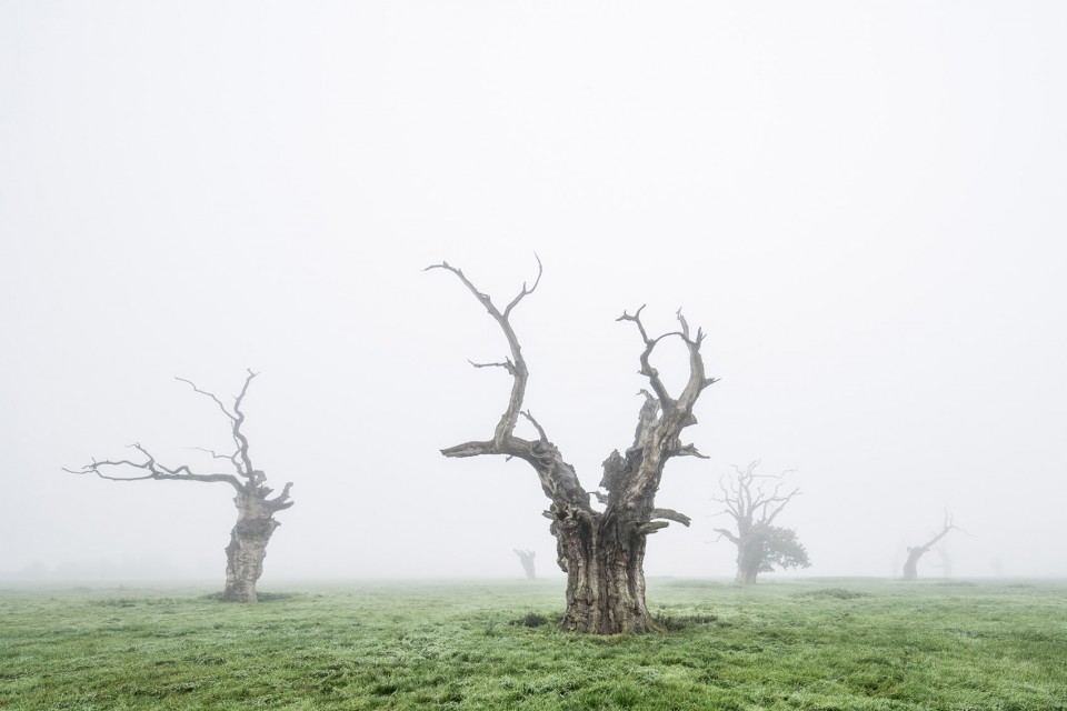 7-Dead Oaks by Luke Hayes