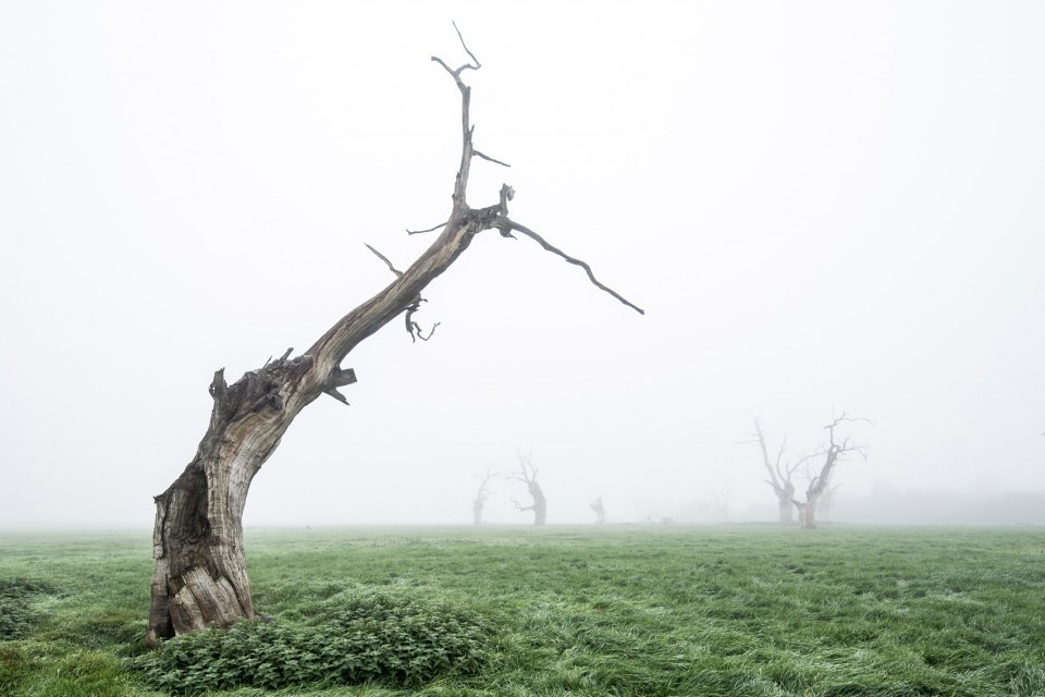 8-Dead Oaks by Luke Hayes