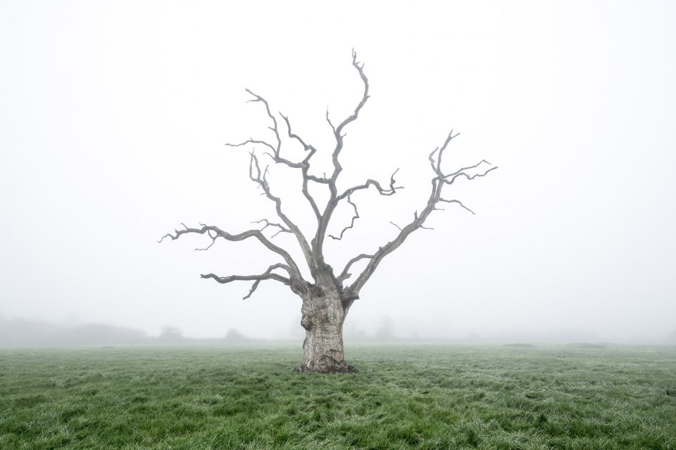 9-Dead Oaks by Luke Hayes