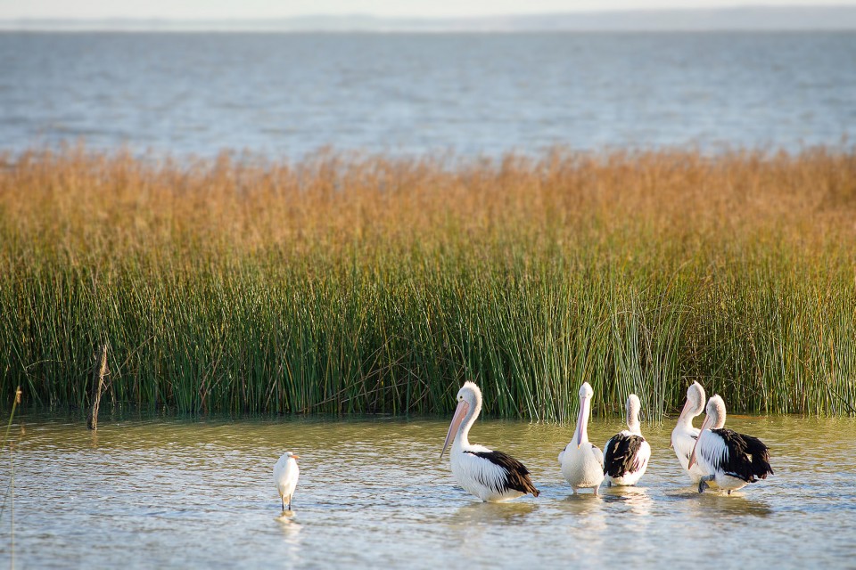 018-Meningie Lakefront Habitat Restoration Project by ASPECT Studios