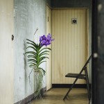 悬挂着的绿意 / Satoshi Itasaka - the design labo