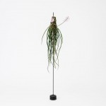 悬挂着的绿意 / Satoshi Itasaka - the design labo