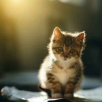 JKing -Frizy 2017-01-06