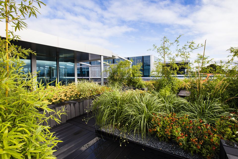 Rooftop Garden Mixed perennials