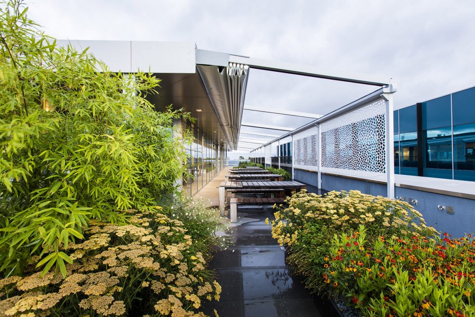 Rooftop Garden View through Perennials