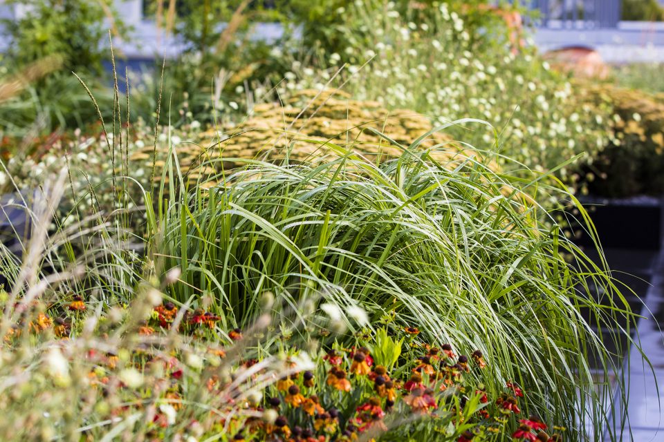 Rooftop Garden A mass of colour and texture