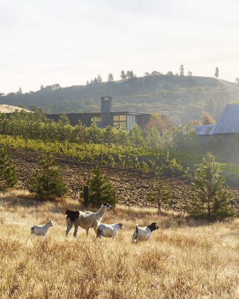 COR Cellars By goCstudio