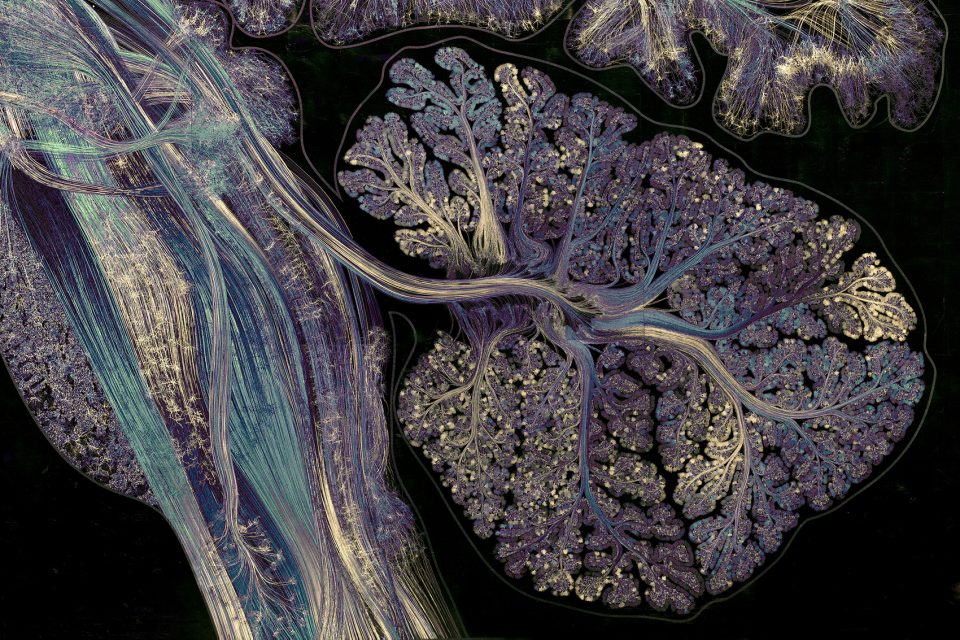 Brainstem and Cerebellum Greg Dunn