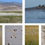 2017 ASLA 通用设计类荣誉奖：欧文斯湖大地艺术, 加利福尼亚 / NUVIS Landscape Architecture