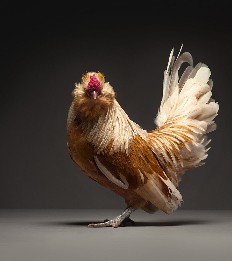 The CHICken book Italy by Moreno Monti Matteo Tranchellini