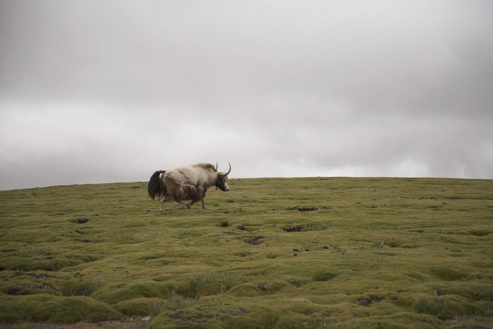 Landscapes by Francesca Pozzi