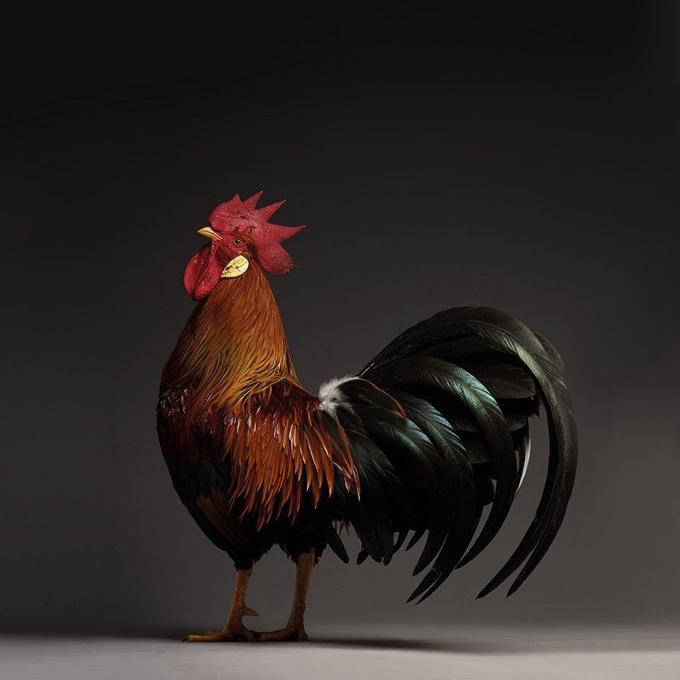 The CHICken book Italy by Moreno Monti Matteo Tranchellini 960x960 1