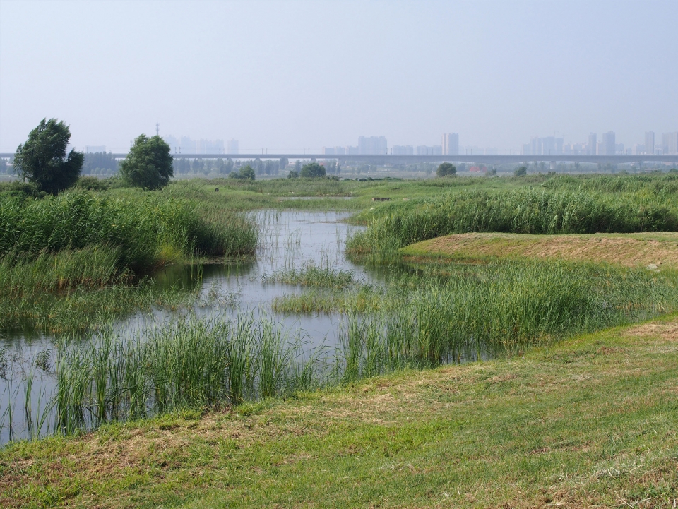 weiliu wetland park china by yifang ecoscape