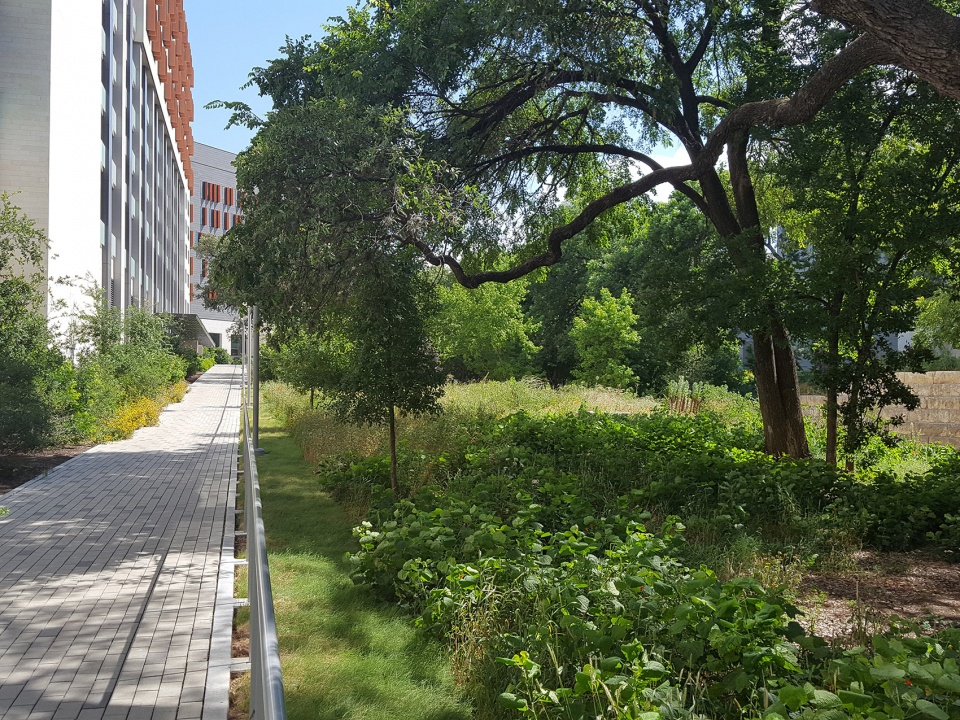 dell medical district landscape by sasaki