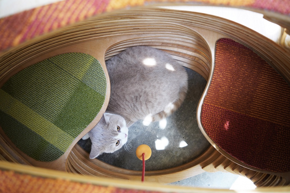 cat bowl by xiaofeng mei