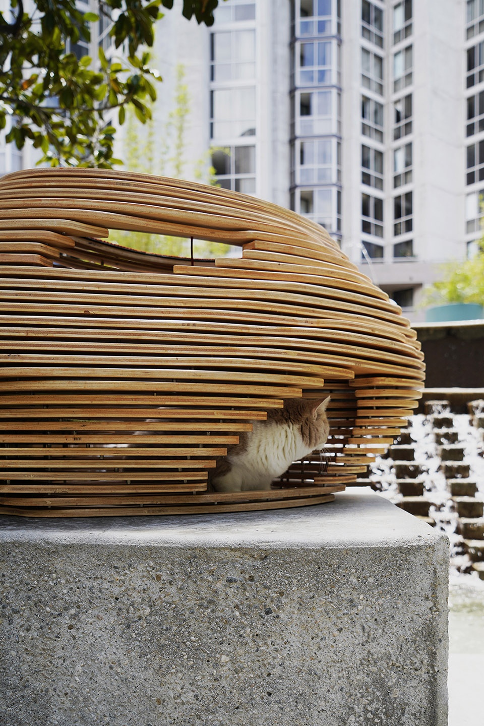 cat bowl by xiaofeng mei