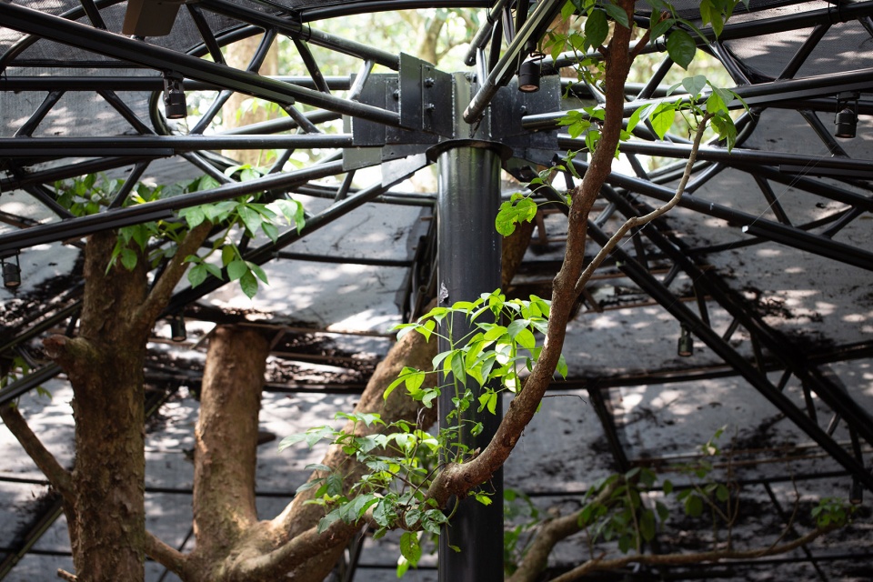 forest big by divooe zein architects