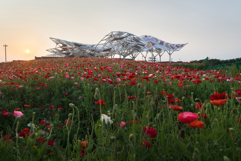 flower theater adinju