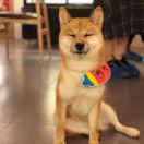项目图片