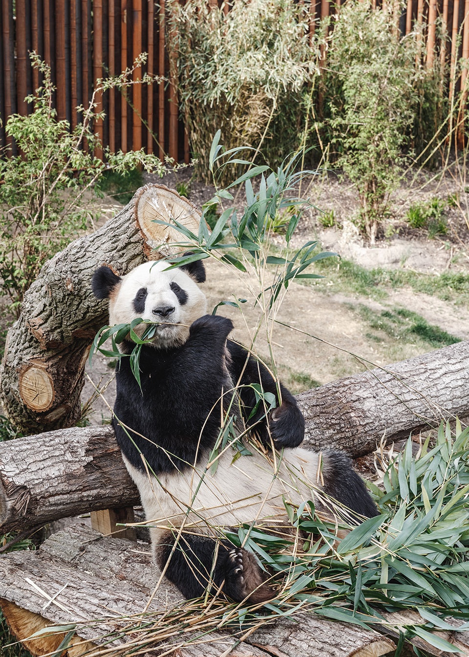 panda house by big