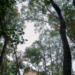Shikhara住宅，印度 / Wallmakers