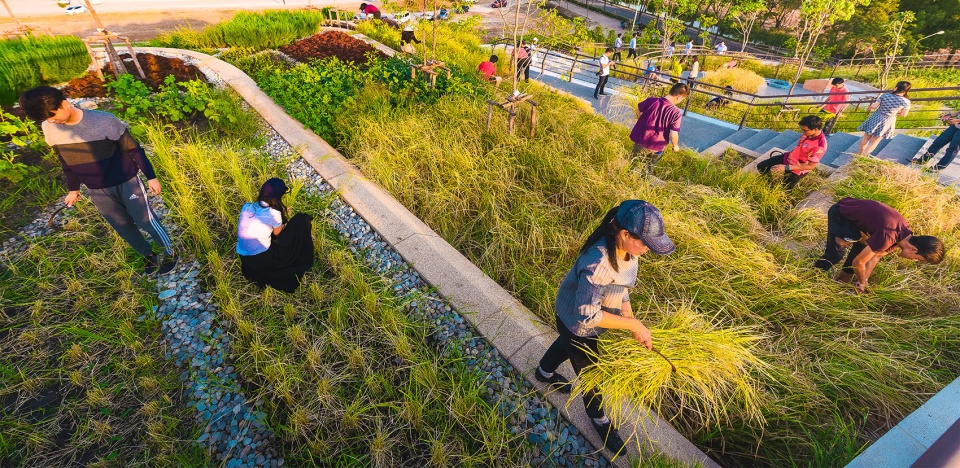 thammasat university rooftop farm landprocess