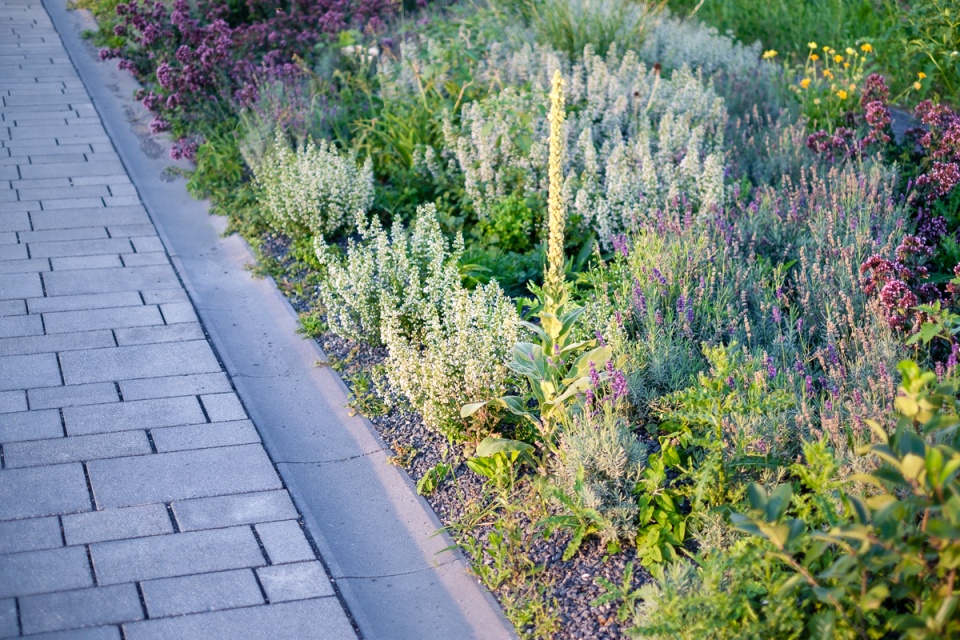 university campus open spaces poppelsdorf by sinai 1
