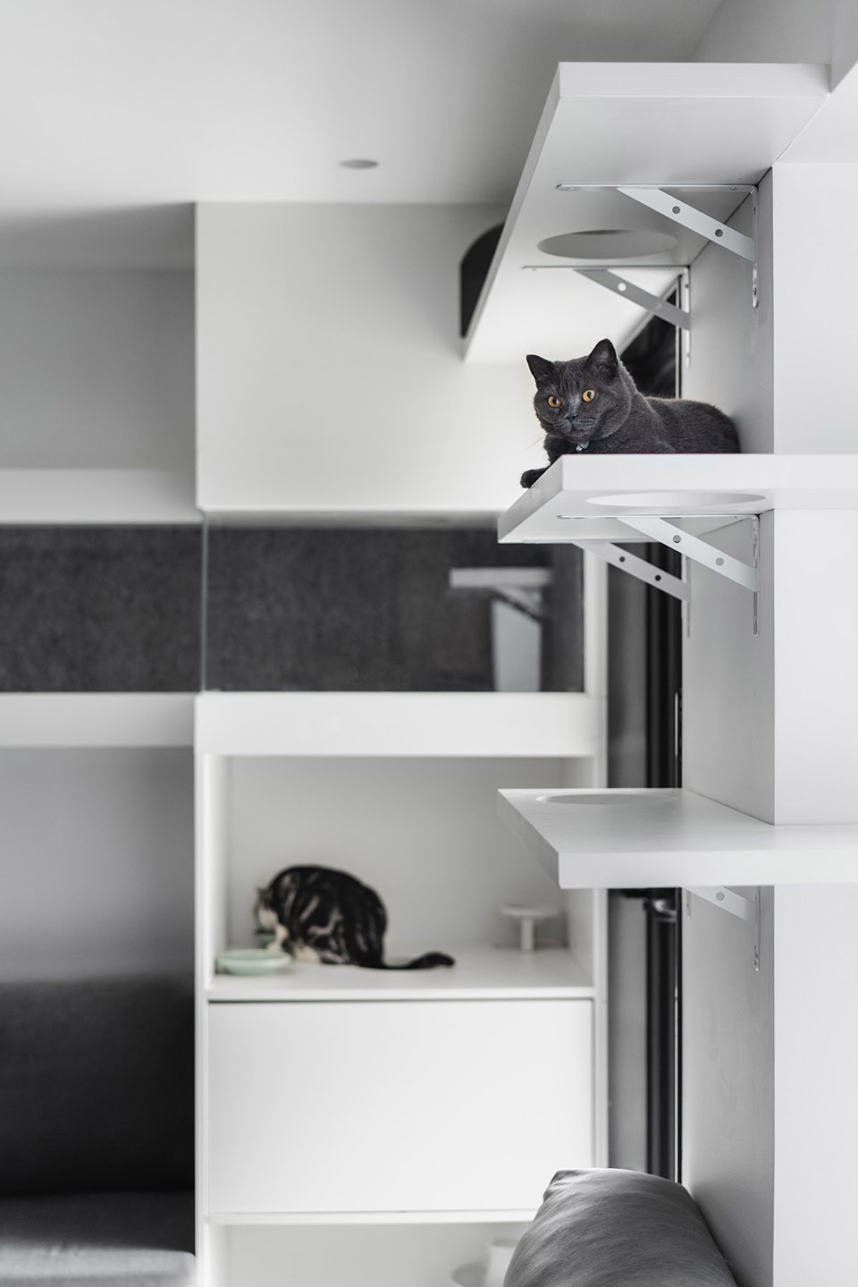 Cat and Dog Planet GE Space Design