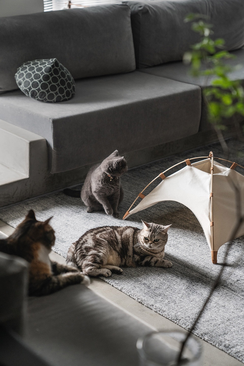 Cat and Dog Planet GE Space Design