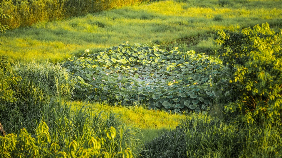 Dafosi Wetland Park Turenscape