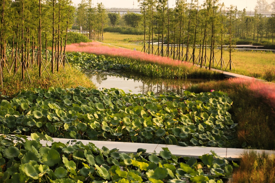 Dafosi Wetland Park Turenscape
