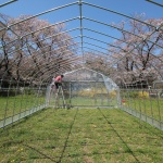 “绿色基地”装置，日本 / UENOA